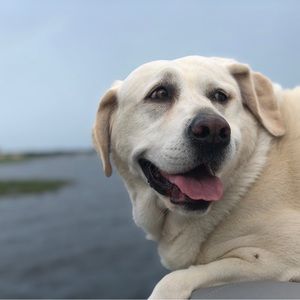 Meet your Posher, Libby